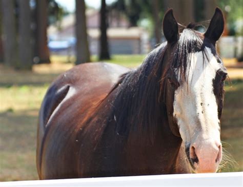 enumclaw horse guy|Revisiting the Town of the Most Famous Horse Sex .